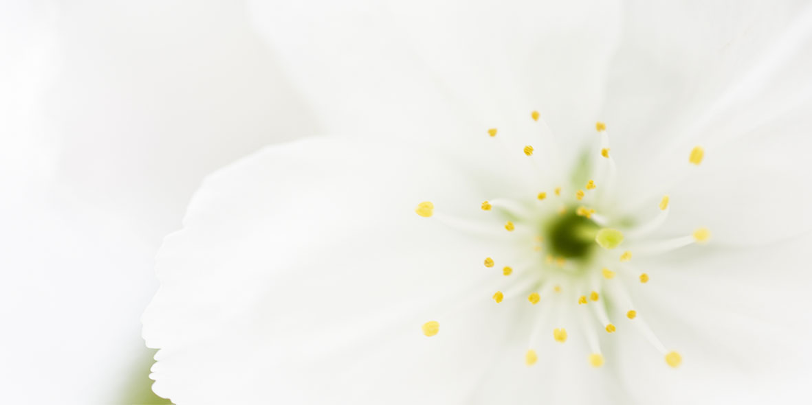 Gạch ốp tường Thạch Bàn cao cấp THP36-006-31 cao cấp